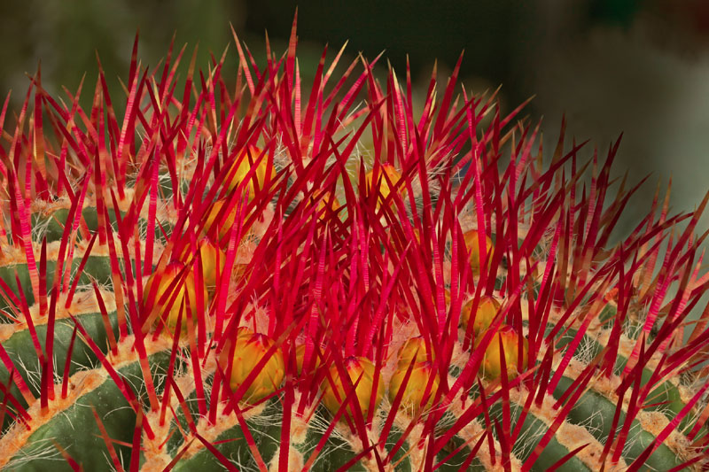 Ferocactus pilosus